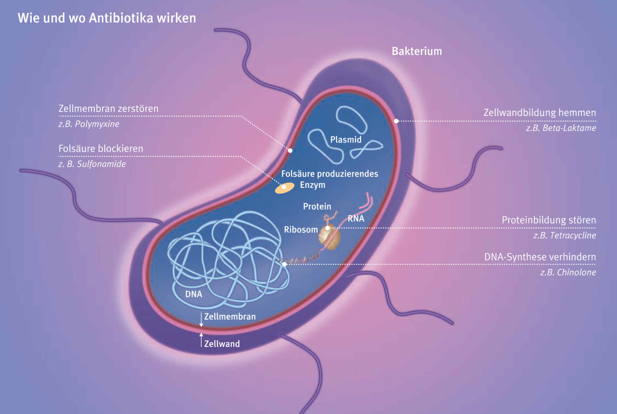 3. Einteilung der Antibiotika - Biotech Lerncenter